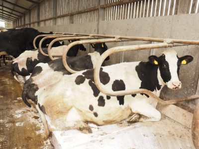 Mastitis prevention with cubicle lime