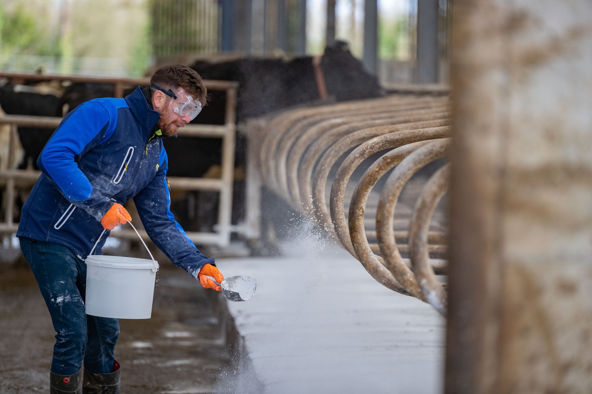 farmer applying cubicle lime to cubicle shed