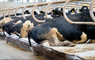 dairy cows lying on cubicle lime indoors