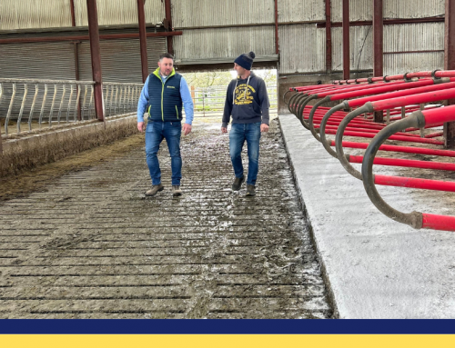 Cow hygiene and comfort key to herd health during winter housing