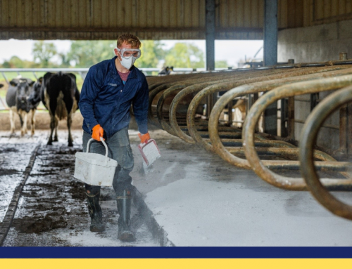 Boost Cow Comfort and Milk Yield with Bennettsbridge Limestone’s Cubicle Lime